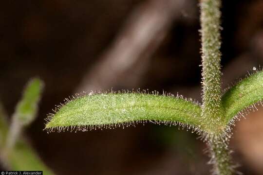 Image of Texas chickweed