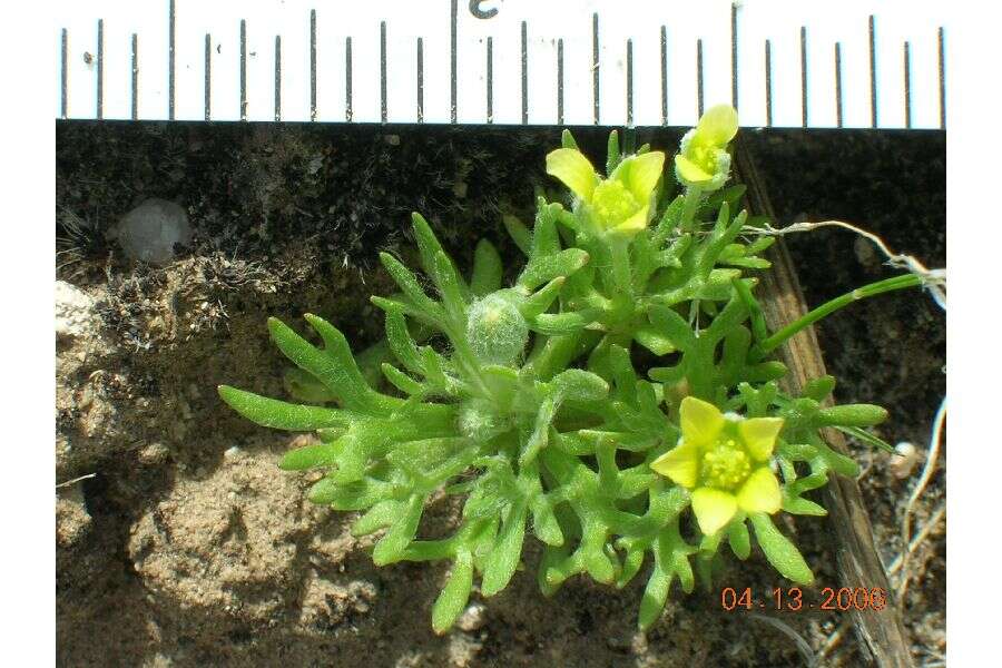 Image of curveseed butterwort
