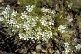 Image of Snow-in-summer