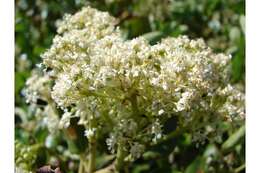 Image of snowbrush ceanothus