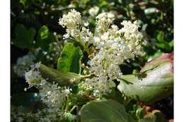 Image of snowbrush ceanothus