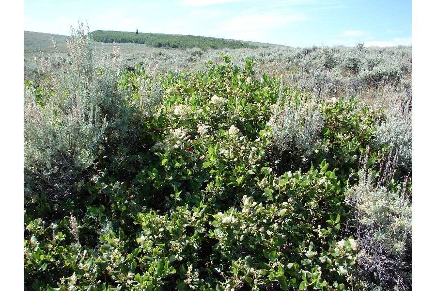 Image of snowbrush ceanothus