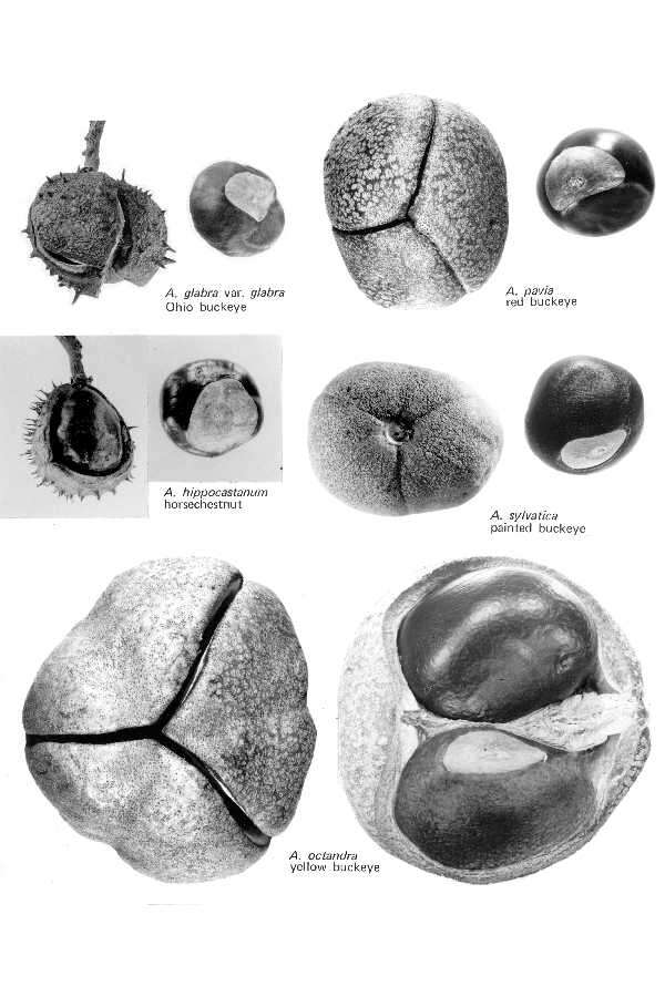 Image of Buckeyes & Horse-chestnuts