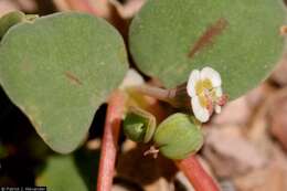 Sivun Euphorbia albomarginata Torr. & A. Gray kuva