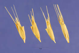 Image of barbed goatgrass