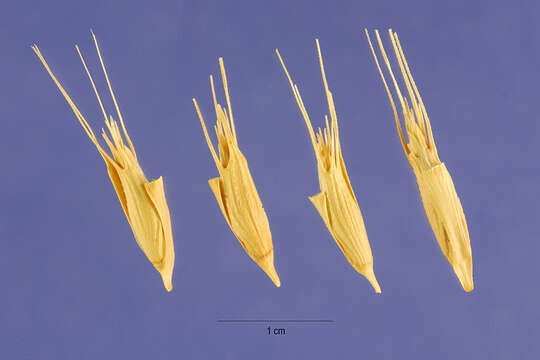 Image of barbed goatgrass