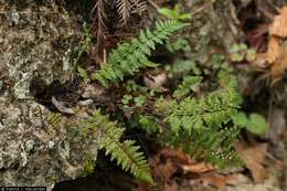 Imagem de Myriopteris alabamensis (Buckley) Grusz & Windham