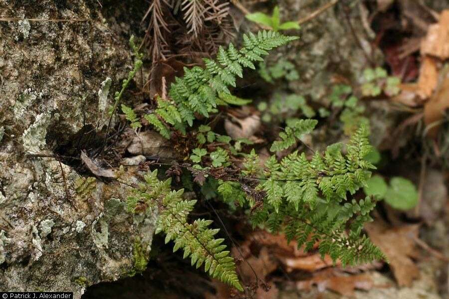 Myriopteris alabamensis (Buckley) Grusz & Windham resmi