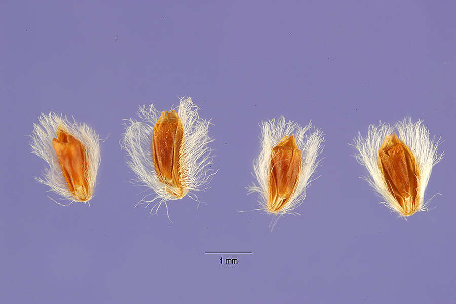 Image of Argentine fingergrass