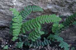 Image of golden lipfern