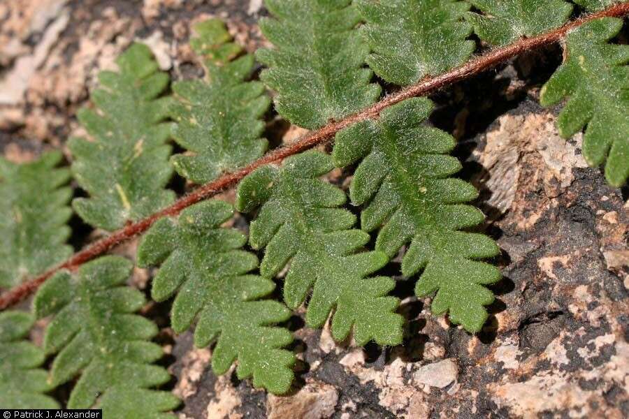 Image of golden lipfern