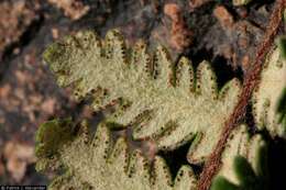 Image of golden lipfern