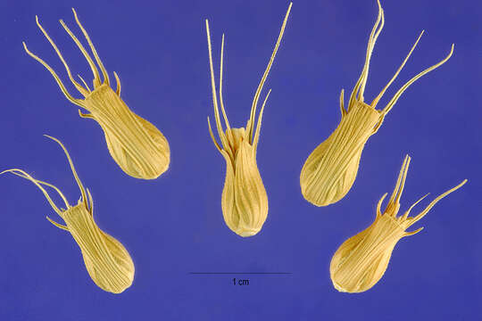 Image of goatgrass