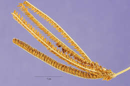 Image of Caribbean fingergrass