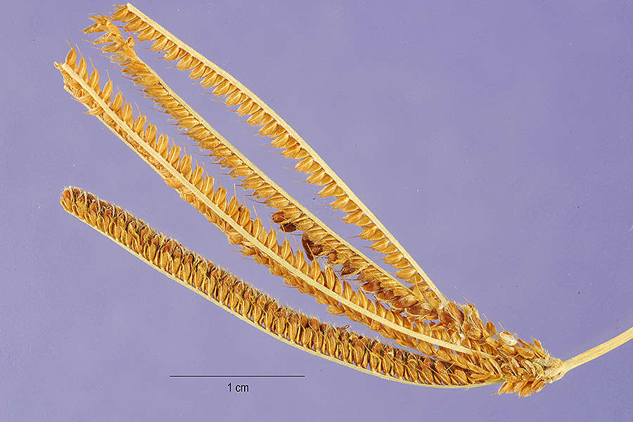 Image of Caribbean fingergrass