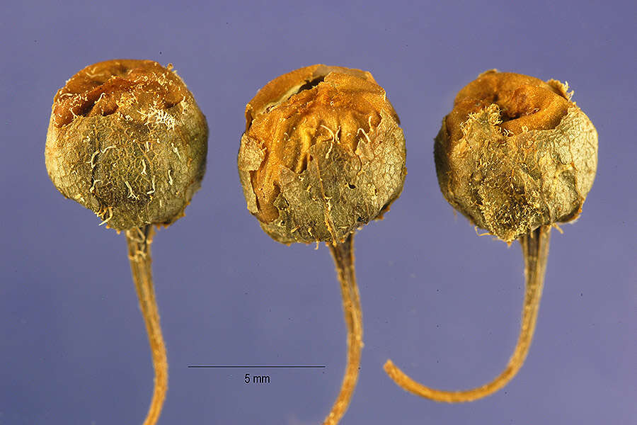 Image de Chamaesaracha coronopus (Dun.) A. Gray