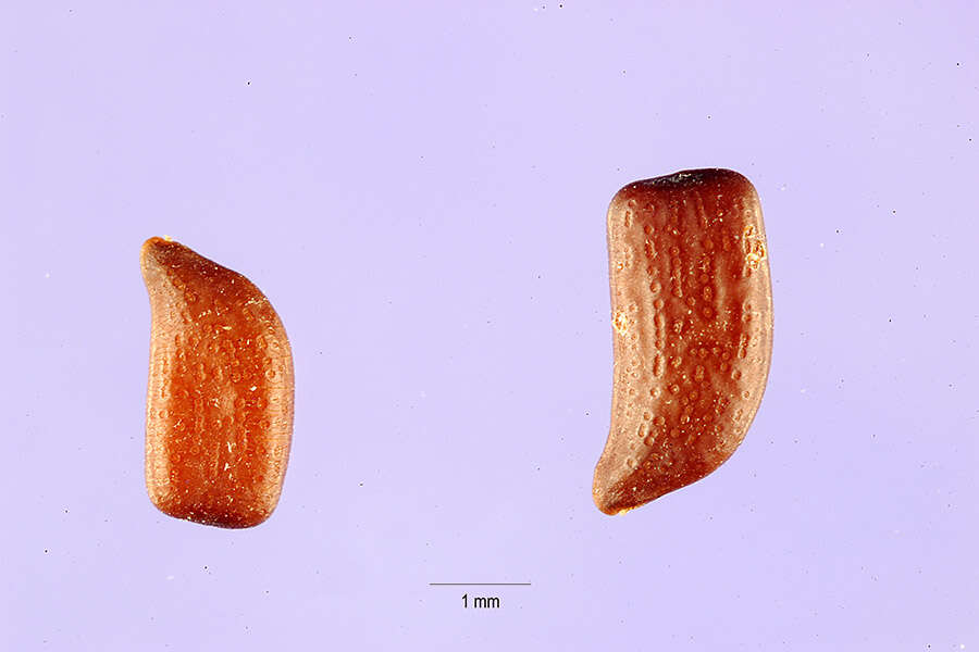 Image of Two-Leaf Sensitive-Pea