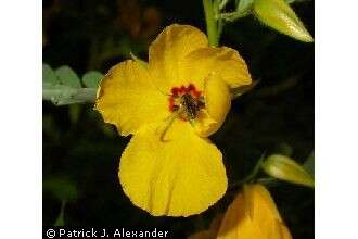 Image of partridge pea