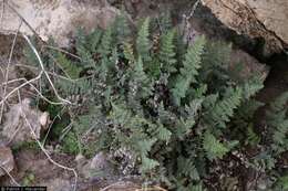 Image of slender lipfern