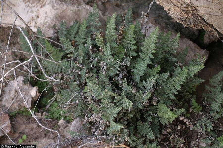 Sivun Myriopteris gracilis Fée kuva