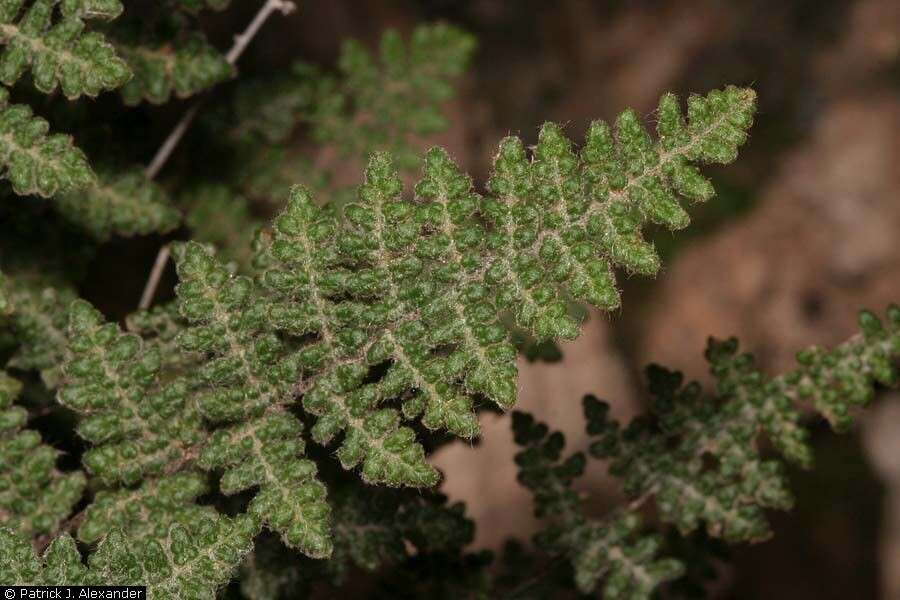 Image of slender lipfern