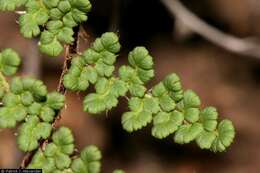 Image de Myriopteris fendleri (Hook.) E. Fourn.