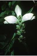 Image of white turtlehead