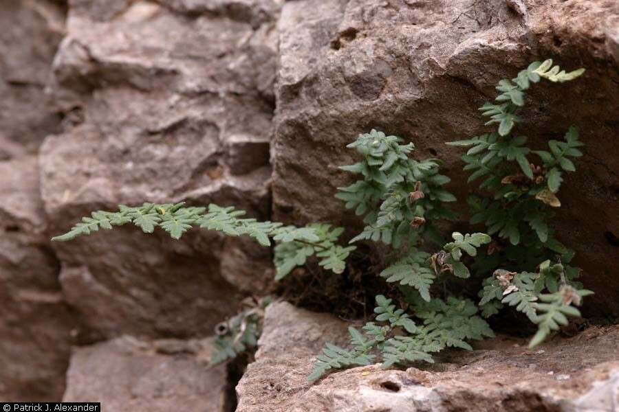 Imagem de Myriopteris scabra (C. Chr.) Grusz & Windham