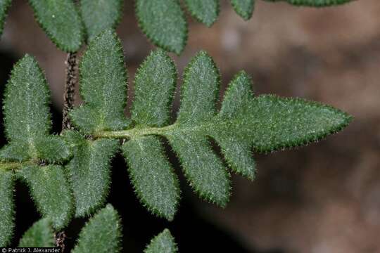 Imagem de Myriopteris scabra (C. Chr.) Grusz & Windham