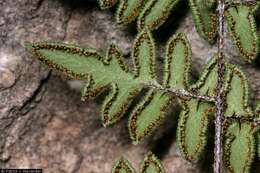 Image of rough lipfern