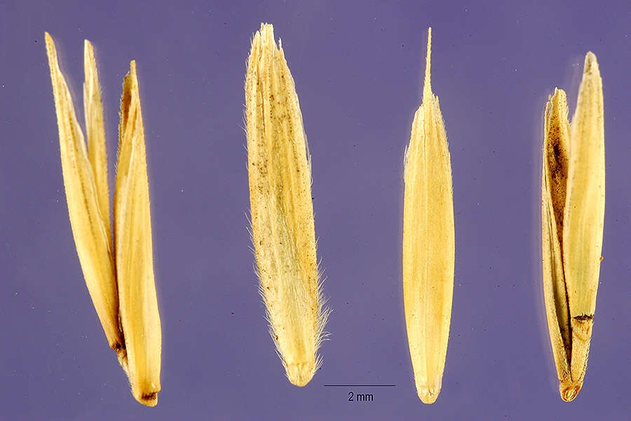 Image of Montana wheatgrass