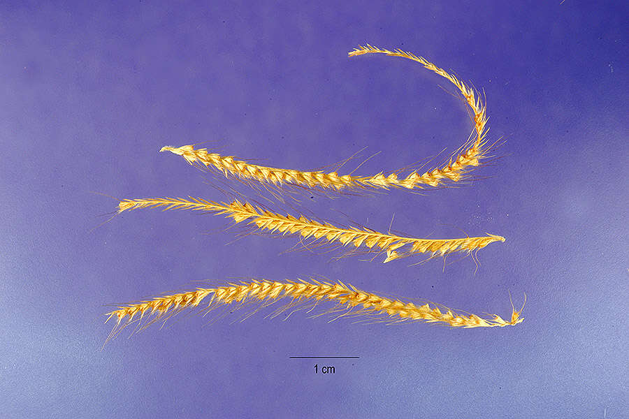 Image of swollen fingergrass