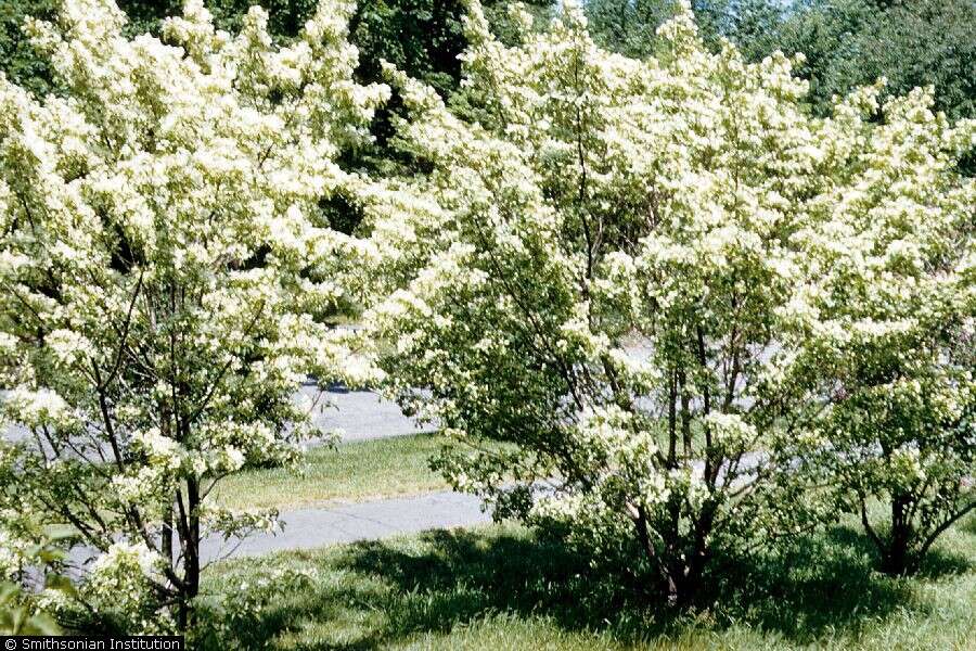 Image of fringetree