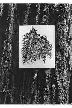 Image of Lawson's Cypress