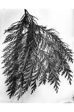 Image of Lawson's Cypress