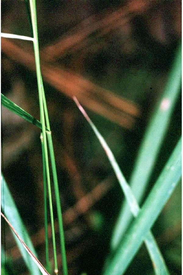 Image of Slender Wood-Oats