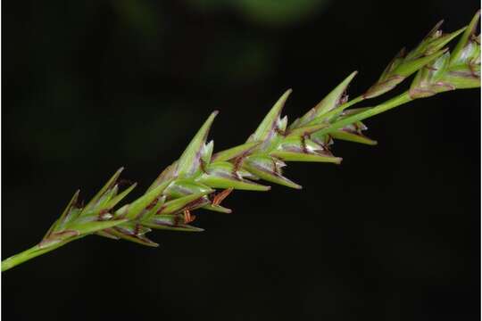 Image of Slender Wood-Oats