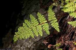 Image of Beaded Lipfern