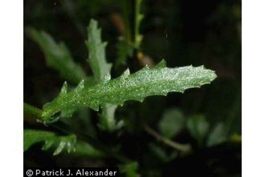 Image of Oxeye Daisy