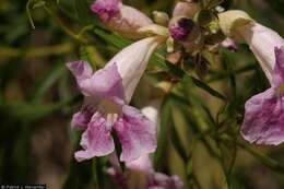 Image of desert willow