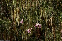 Image of desert willow