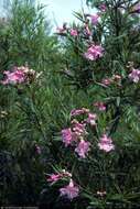 Image of desert willow