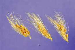 Image of Giant Bristle Grass
