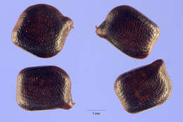 Image de Chamaecrista nictitans (L.) Moench