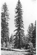 Image of Giant Fir