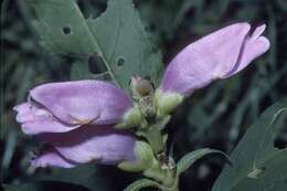 Image of red turtlehead