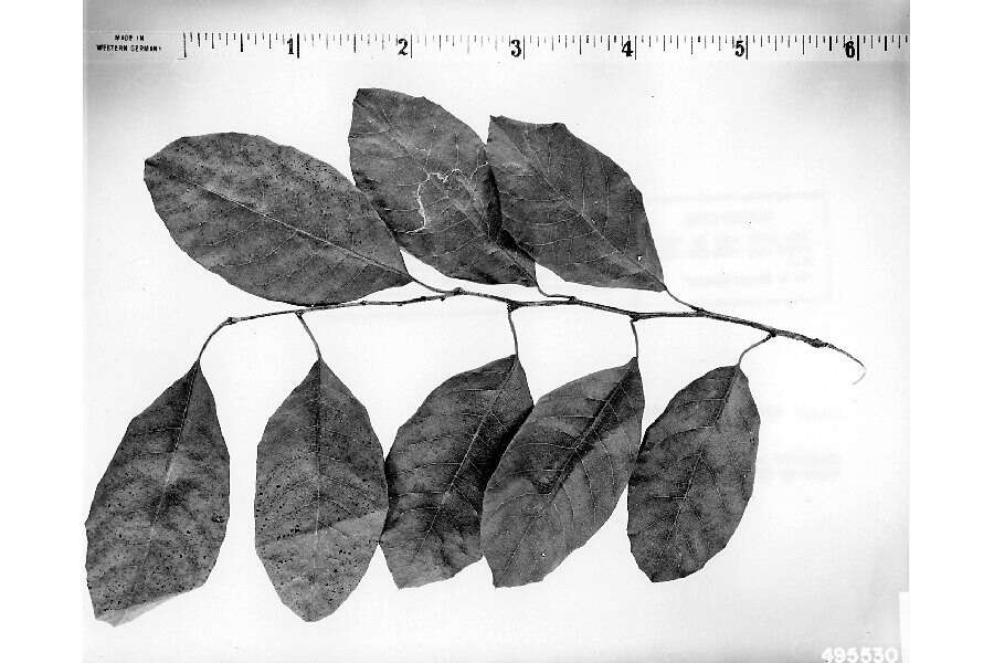 Image of satinleaf