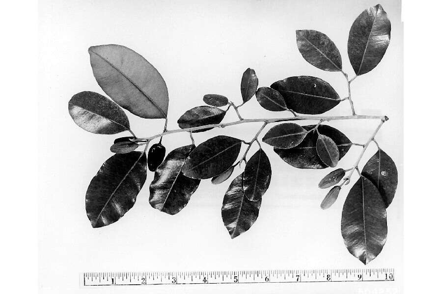 Image of satinleaf