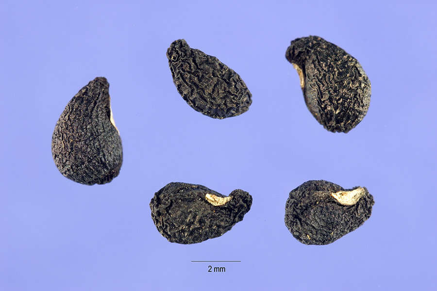 Image de Chlorogalum pomeridianum (DC.) Kunth