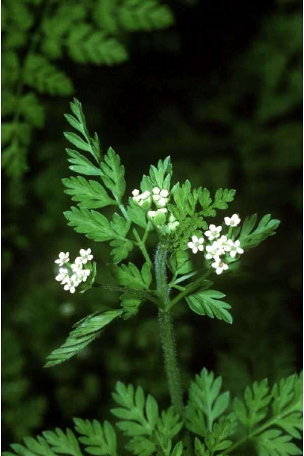 Imagem de Chaerophyllum procumbens (L.) Crantz